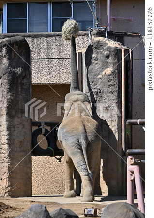 多摩動物公園,非洲象高舉鼻子進食 多摩動物公園,非洲象高舉鼻子進食 118132726