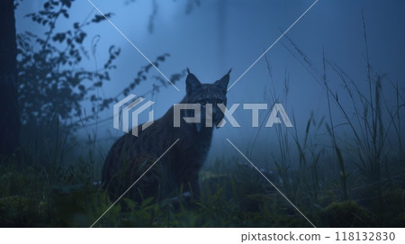 Lynx in Foggy Forest Twilight 118132830