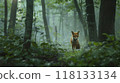 Fox in Misty Forest Clearing 118133134