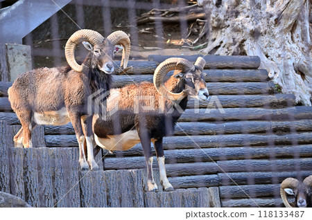 歐洲盤羊 (雄性) 多摩動物公園 118133487
