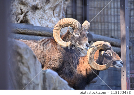 Mouflon (male) Tama Zoo 118133488