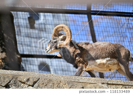 歐洲盤羊 (雄性) 多摩動物公園 118133489
