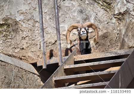 Mouflon (male) Tama Zoo 118133493