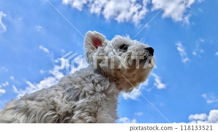 Blue sky and West Highland White Terrier Blue sky and West Highland White Terrier 118133521