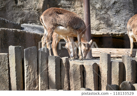 Mouflon (female) Tama Zoo 118133529