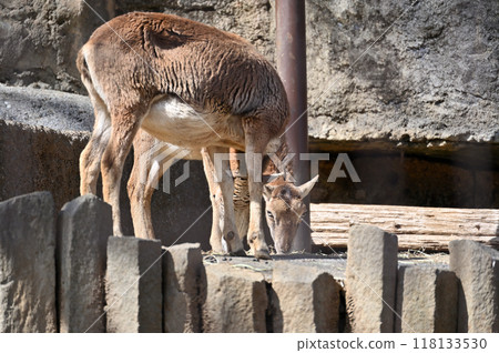歐洲盤羊（雌） 多摩動物公園 118133530