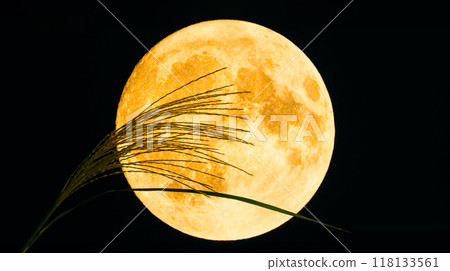 Full moon and Japanese silver grass: Image material for moon viewing and the full moon festival 118133561