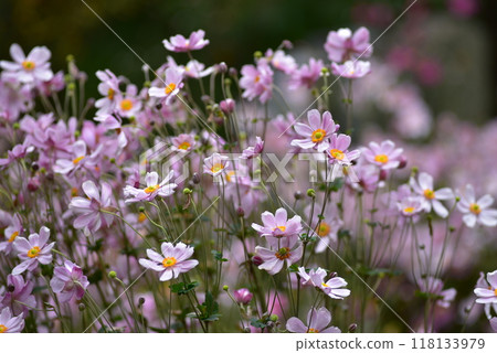 Autumn, full bloom of autumn chrysanthemums 118133979