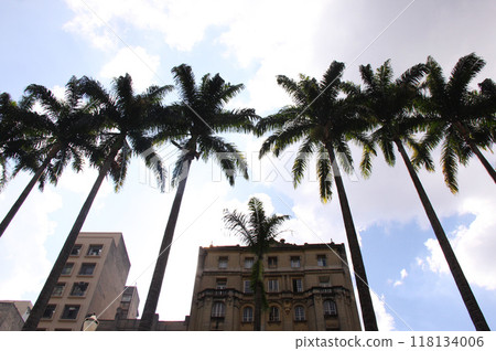 Palm trees in Sao Paulo Palm trees in Sao Paulo 118134006