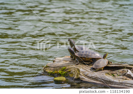Turtles living in Sarusawa Pond in Nara Park Turtles living in Sarusawa Pond in Nara Park 118134190