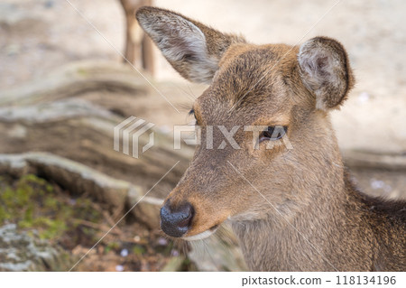 日本奈良縣奈良公園裡住著一隻可愛的鹿 118134196