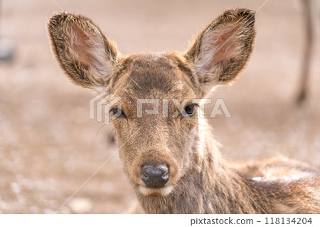 Cute deer living in Nara Park, Nara Prefecture, Japan 118134204