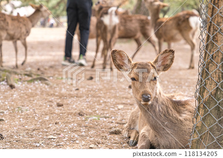 Cute deer living in Nara Park, Nara Prefecture, Japan 118134205