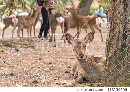 日本奈良縣奈良公園裡住著一隻可愛的鹿 118134206