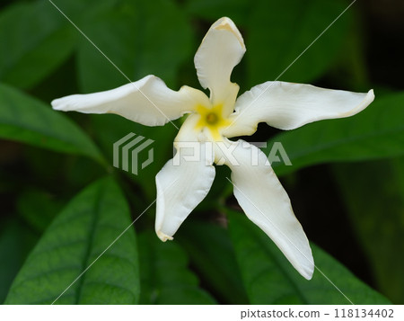 蒙大拿州塔伯納白色甜香花盛開 蒙大拿州塔伯納白色甜香花盛開 118134402