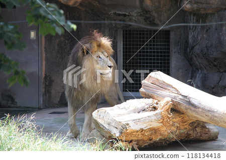 大阪天王寺動物園的夏天 大阪天王寺動物園的夏天 118134418