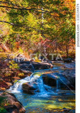 Akasawa Valley (Autumn): Akasawa Natural Recreation Forest 118134474
