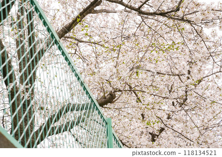 盛開的櫻花和綠色的柵欄 盛開的櫻花和綠色的柵欄 118134521