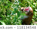 上高地猴子 118134548