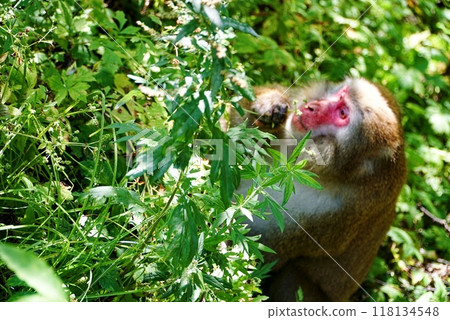 上高地猴子 上高地猴子 118134548