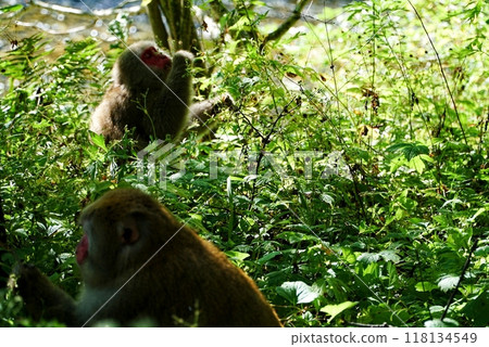 上高地猴子 可愛的猴子 父母和孩子 上高地猴子 可愛的猴子 父母和孩子 118134549