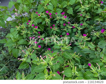 Pink flowers of Mirabilis mirabilis blooming in a summer field Pink flowers of Mirabilis mirabilis blooming in a summer field 118134620