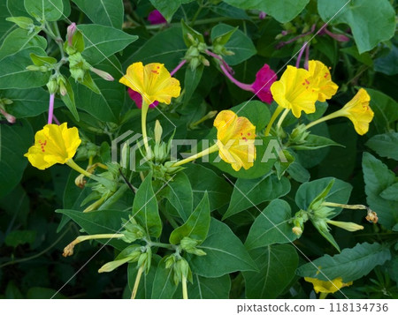 Yellow mirabilis flowers blooming in a summer field Yellow mirabilis flowers blooming in a summer field 118134736