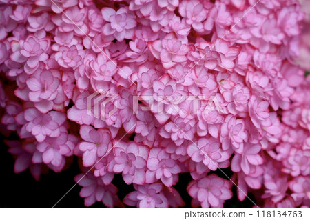 粉紅繡球 118134763