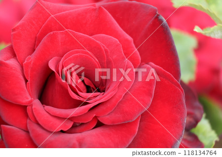 一朵紅玫瑰 118134764