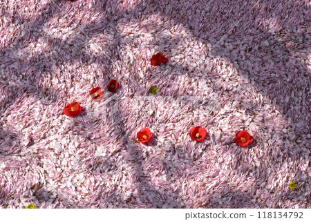 Kyoto Canal: Cherry blossom petals and fallen camellias floating on the water 118134792