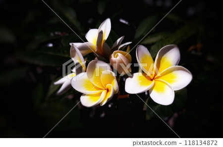 white and yellow frangipani flowers on black background  118134872