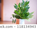 A vibrant Sakaki tree 118134943
