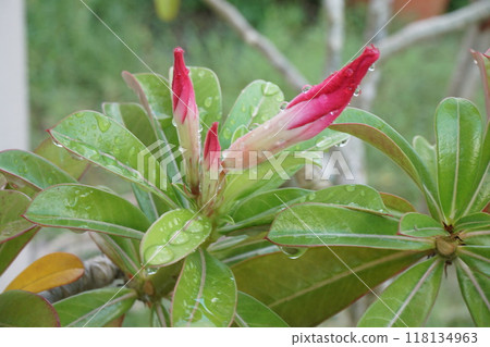 Adenium flower buds 118134963