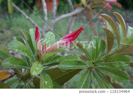 Gardening Adenium buds Gardening Adenium buds 118134964