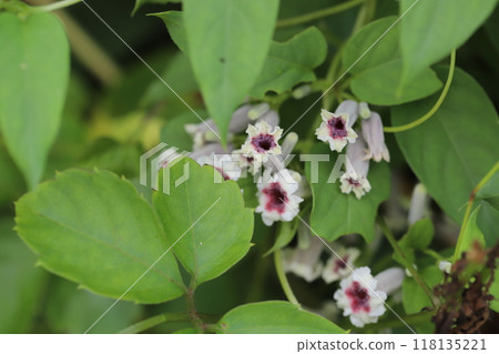 白色花瓣和紅色中心的花朵在秋天的田野中盛開。 白色花瓣和紅色中心的花朵在秋天的田野中盛開。 118135221