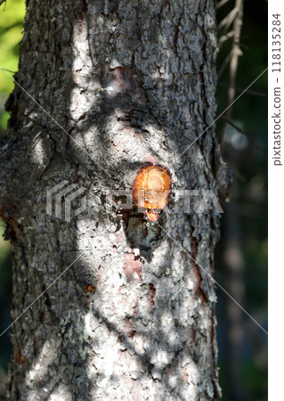 tree, bark, sap, trunk, nature, plant, large tree, forest, woodland tree, bark, sap, trunk, nature, plant, large tree, forest, woodland 118135284