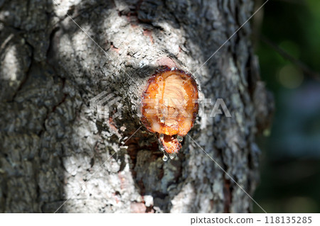 tree, bark, sap, trunk, nature, plant, large tree, forest, woodland tree, bark, sap, trunk, nature, plant, large tree, forest, woodland 118135285