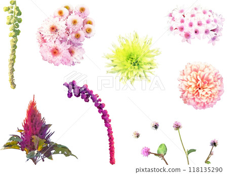 Autumn flowers - chrysanthemum, amaranth illustration material set Autumn flowers - chrysanthemum, amaranth illustration material set 118135290