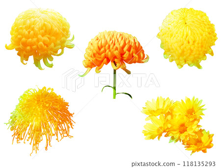 Autumn flowers - Chrysanthemum illustration material set 3 (yellow) 118135293