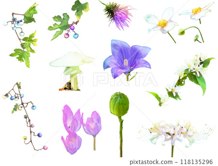 Autumn wildflower illustration set 118135296
