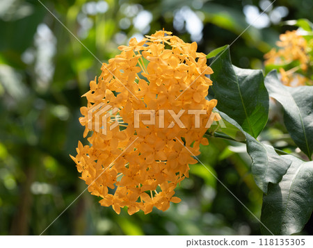 Beautiful orange isocla flowers Beautiful orange isocla flowers 118135305