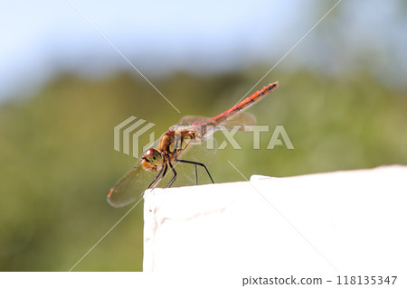dragonfly insect bug branch tree autumn wings dragonfly creature nature leaf living thing green wild dragonfly insect bug branch tree autumn wings dragonfly creature nature leaf living thing green wild 118135347