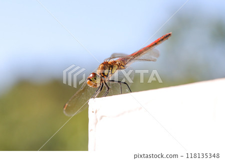 蜻蜓昆蟲 bug 樹枝樹秋季羽蜻蜓生物自然葉生物綠色野生 118135348