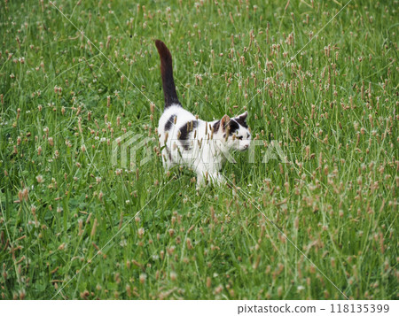 貓在草地上玩耍 貓在草地上玩耍 118135399