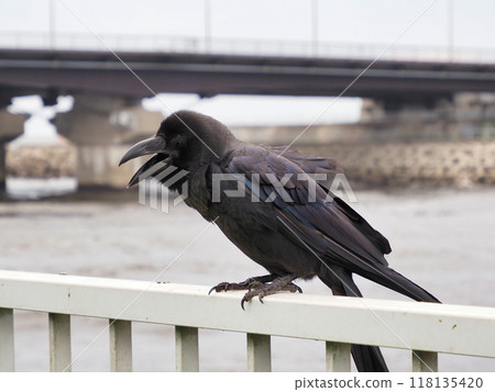 A crow perched on a fence 118135420
