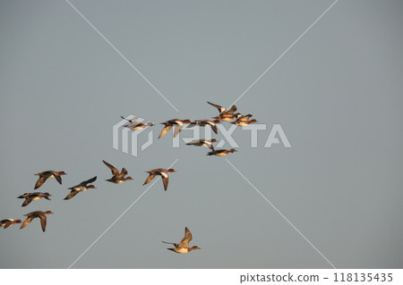 Flight of the common pochard 118135435