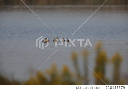 Spot-billed duck foraging 118135579