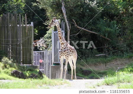 大阪天王寺動物園的夏天 118135655