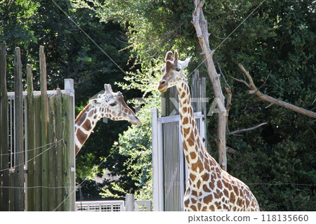 Summer at Osaka Tennoji Zoo 118135660
