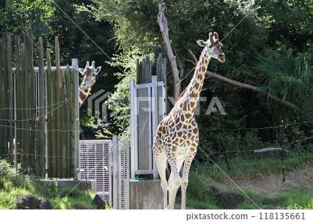 Summer at Osaka Tennoji Zoo Summer at Osaka Tennoji Zoo 118135661